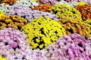 chrysantheme